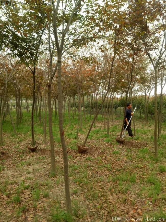 <a href='http://www.hn123.net.cn/xingdaoshu/3379.html' target='_blank'>紅櫸樹</a>