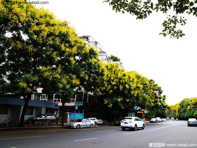 欒樹(shù)