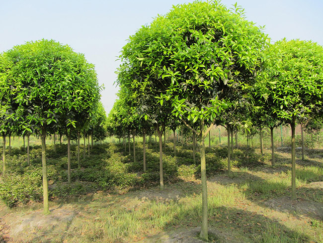 <a href='http://www.hn123.net.cn/linmuzhongzi/1768.html' target='_blank'>桂花</a>樹