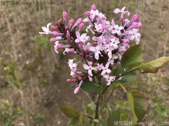 <a href='http://www.hn123.net.cn/dibeiguanmu/3581.html' target='_blank'>丁香花</a>