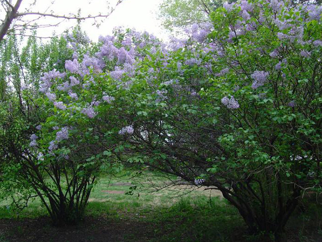 <a href='http://www.hn123.net.cn/dibeiguanmu/3581.html' target='_blank'>丁香花</a>