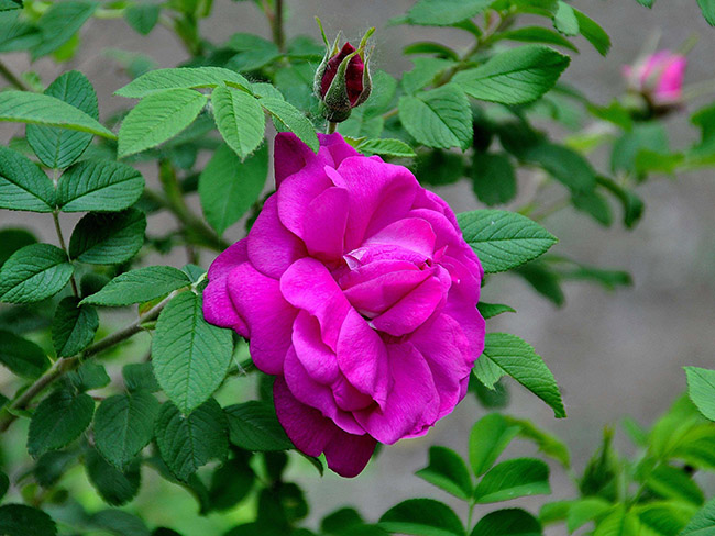 <a href='http://www.hn123.net.cn/dibeiguanmu/3576.html' target='_blank'>紅刺玫</a>