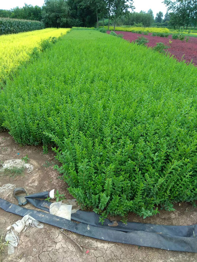 水臘苗<a href='http://www.hn123.net.cn/linmuzhongzi/1732.html' target='_blank'>水蠟</a>小苗基地