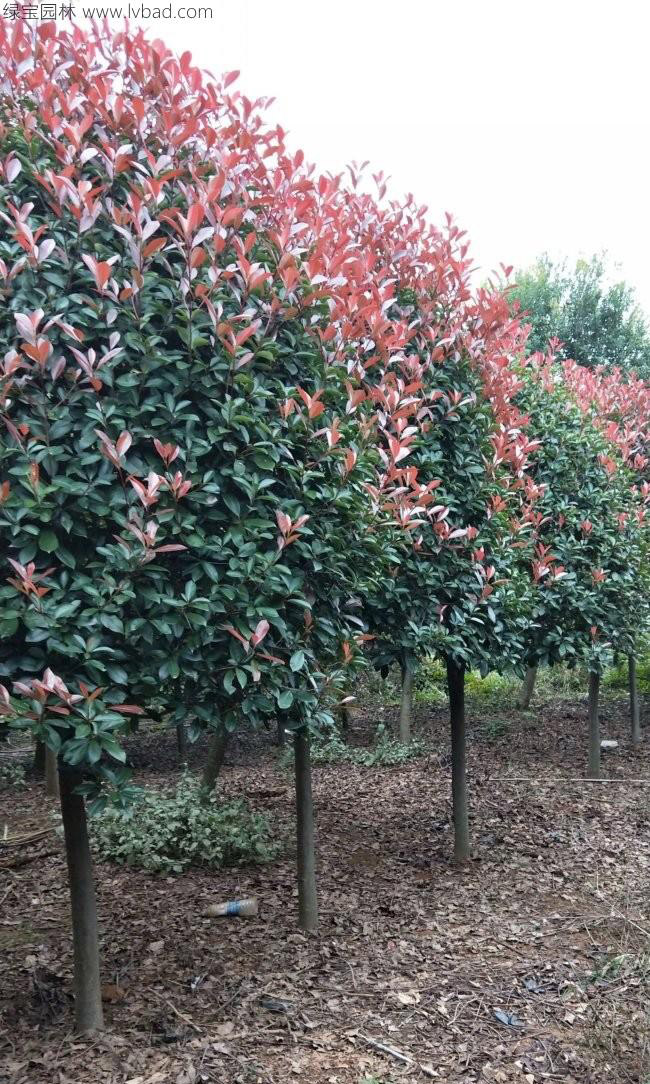 <a href='http://www.hn123.net.cn/linmuzhongzi/1747.html' target='_blank'>紅葉石楠</a>樹