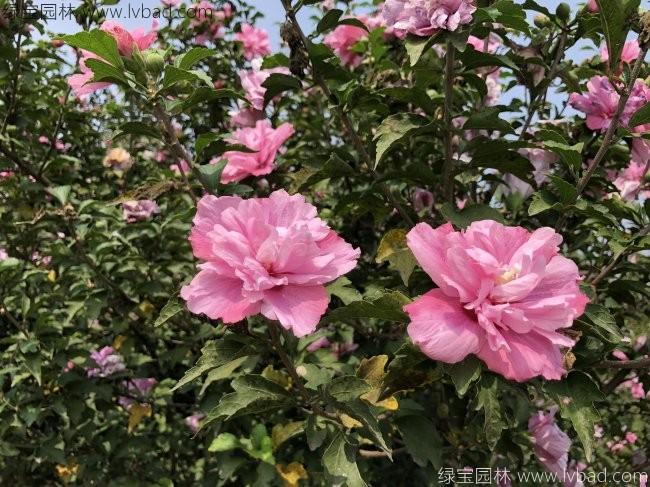 <a href='http://www.hn123.net.cn/xiaoqiaomu/3546.html' target='_blank'>木槿花</a>