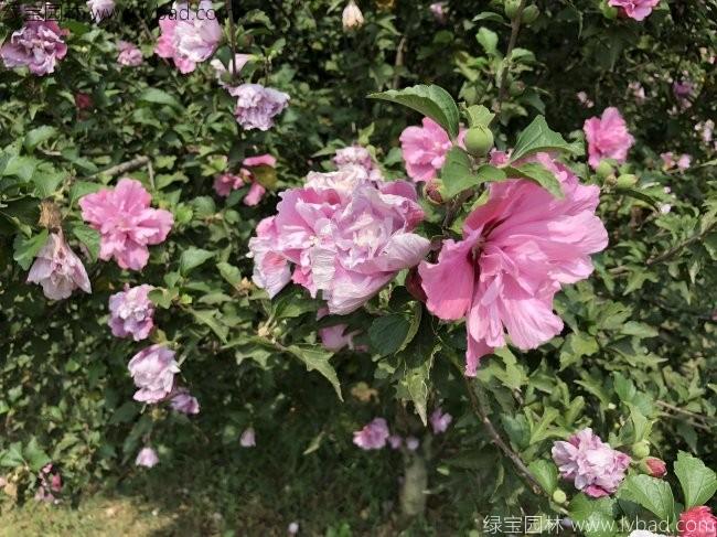<a href='http://www.hn123.net.cn/linmuzhongzi/1808.html' target='_blank'>木槿</a>花