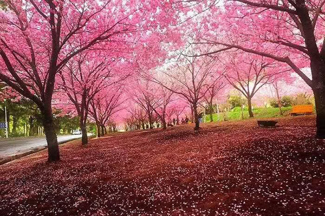 日本<a href='http://www.hn123.net.cn/linmuzhongzi/1777.html' target='_blank'>櫻花</a>