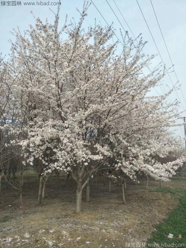 日本<a href='http://www.hn123.net.cn/linmuzhongzi/1777.html' target='_blank'>櫻花</a>