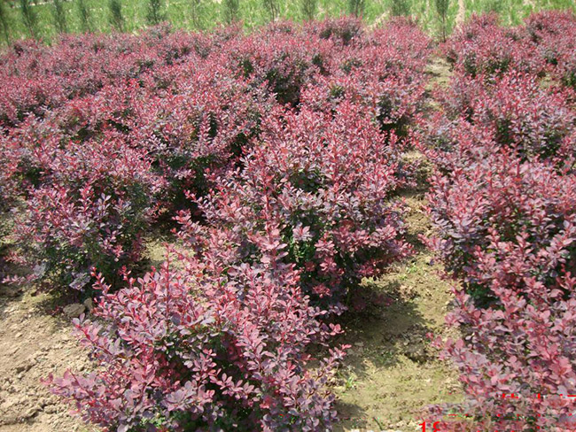 <a href='http://www.hn123.net.cn/linmuzhongzi/1753.html' target='_blank'>紅葉小檗</a>球