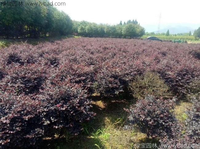<a href='http://www.hn123.net.cn/qiuleizhiwu/3507.html' target='_blank'>紅花繼木球</a>