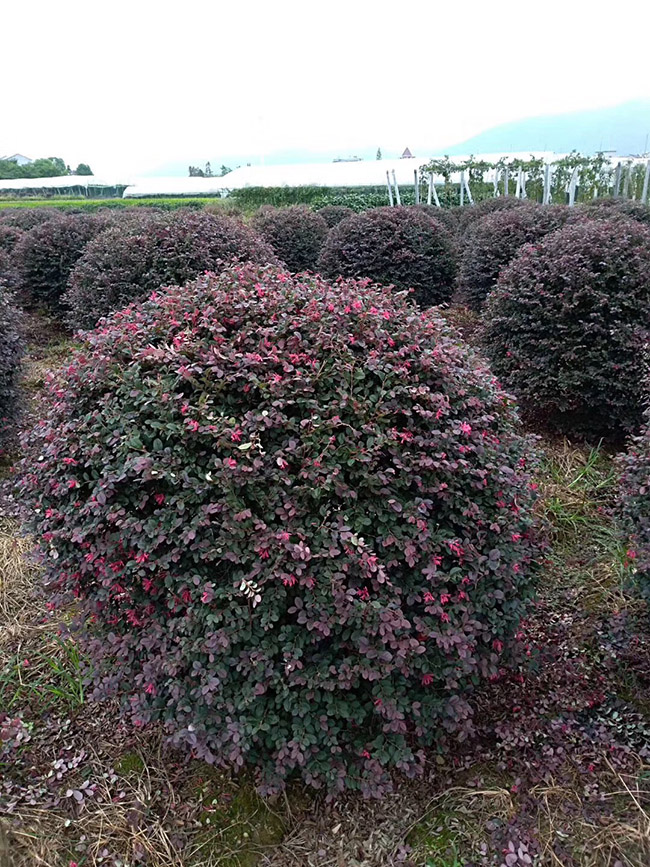 <a href='http://www.hn123.net.cn/dibeiguanmu/9770.html' target='_blank'>紅花繼木</a>球