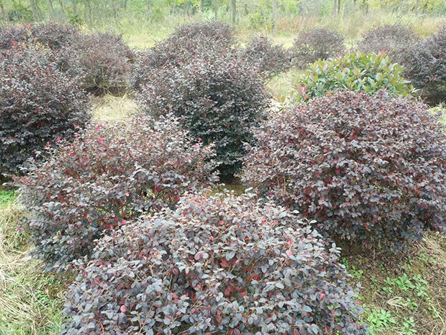 <a href='http://www.hn123.net.cn/yaocaizhongzi/2335.html' target='_blank'>紅花</a>繼木球