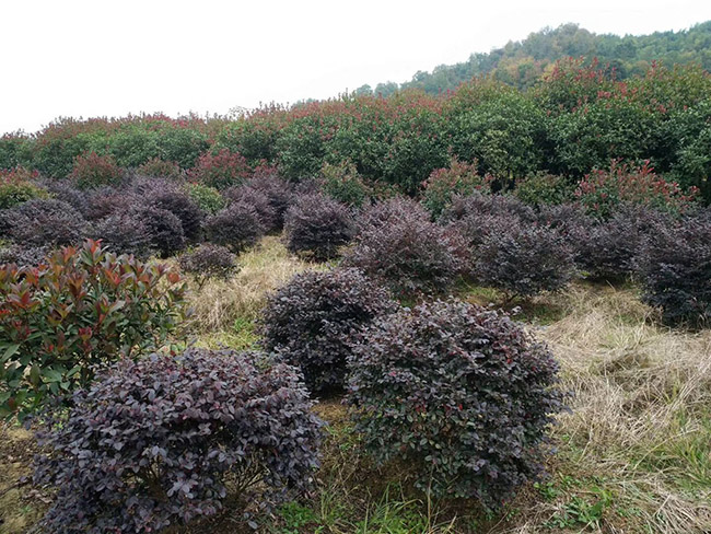 <a href='http://www.hn123.net.cn/dibeiguanmu/9770.html' target='_blank'>紅花繼木</a>球