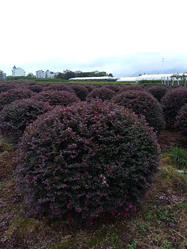 <a href='http://www.hn123.net.cn/yaocaizhongzi/2335.html' target='_blank'>紅花</a>繼木球