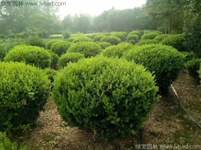 <a href='http://www.hn123.net.cn/qiuleizhiwu/3499.html' target='_blank'>小葉黃楊球</a>