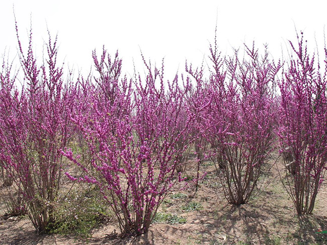 <a href='http://www.hn123.net.cn/dibeiguanmu/3490.html' target='_blank'>紫荊花</a>