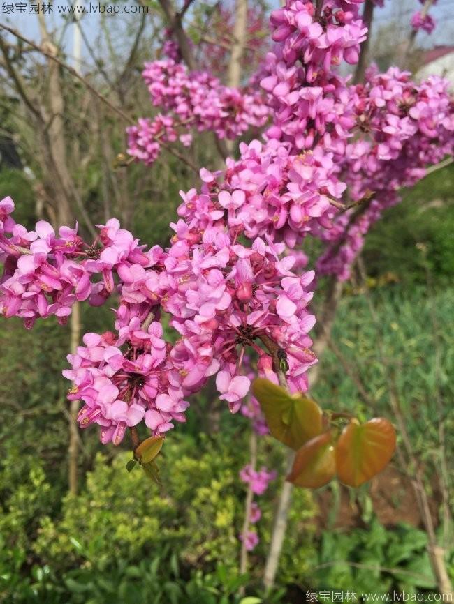 <a href='http://www.hn123.net.cn/dibeiguanmu/3490.html' target='_blank'>紫荊花</a>