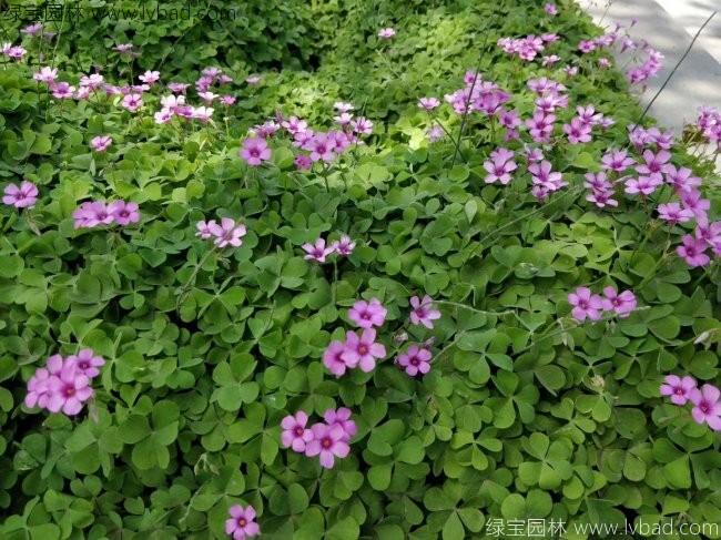 <a href='http://www.hn123.net.cn/yaocaizhongzi/2335.html' target='_blank'>紅花</a>草