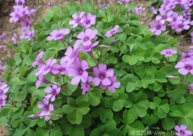 <a href='http://www.hn123.net.cn/yaocaizhongzi/2335.html' target='_blank'>紅花</a>草