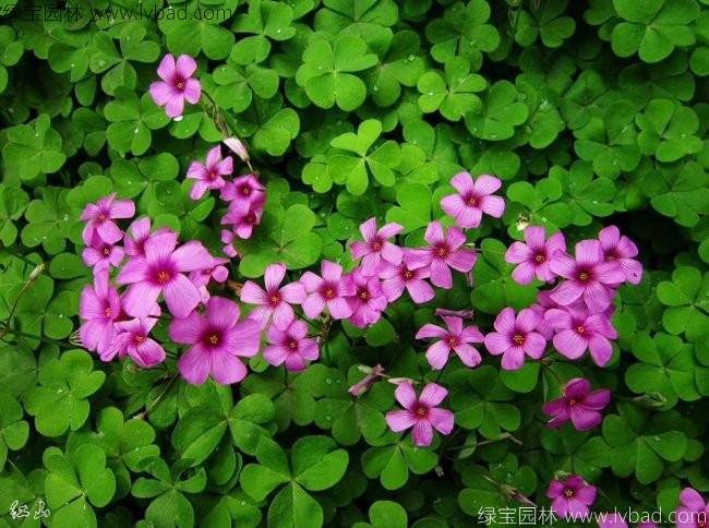 <a href='http://www.hn123.net.cn/caohuazhongzi/1063.html' target='_blank'>紅花草</a>