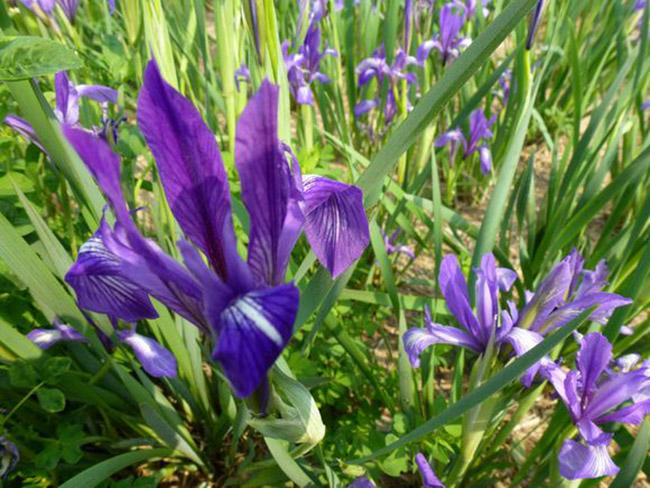 <a href='http://www.hn123.net.cn/caobenzhiwu/3383.html' target='_blank'>馬蘭花</a>