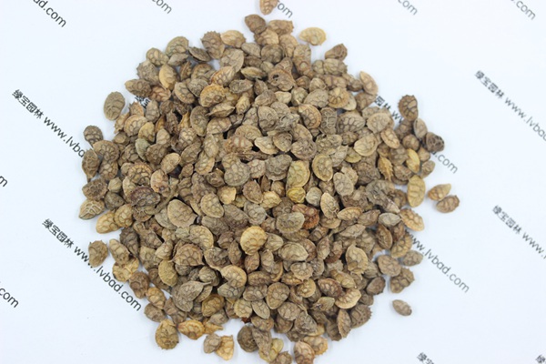 <a href='http://www.hn123.net.cn/linmuzhongzi/1835.html' target='_blank'>紅豆</a>草<a href='http://www.hn123.net.cn/' target='_blank'>種子</a>