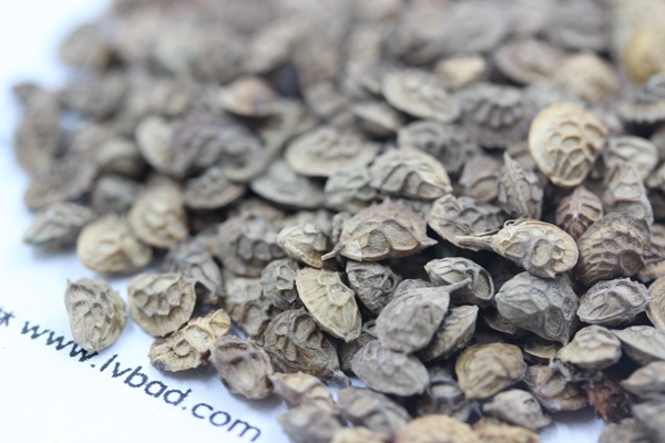 <a href='http://www.hn123.net.cn/linmuzhongzi/1835.html' target='_blank'>紅豆</a>草種子