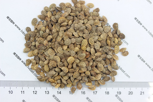 <a href='http://www.hn123.net.cn/linmuzhongzi/1062.html' target='_blank'>紅豆草</a>種子