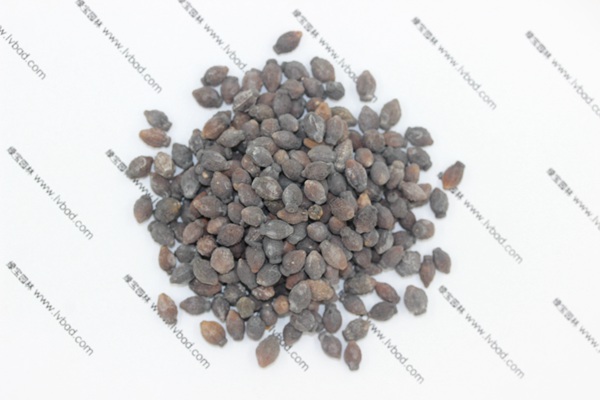 <a href='http://www.hn123.net.cn/caohuazhongzi/1658.html' target='_blank'>紫茉莉</a><a href='http://www.hn123.net.cn/' target='_blank'>種子</a>