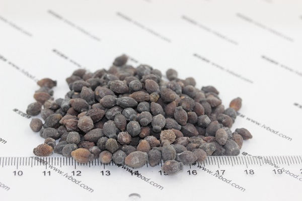 <a href='http://www.hn123.net.cn/caohuazhongzi/1658.html' target='_blank'>紫茉莉種子</a>