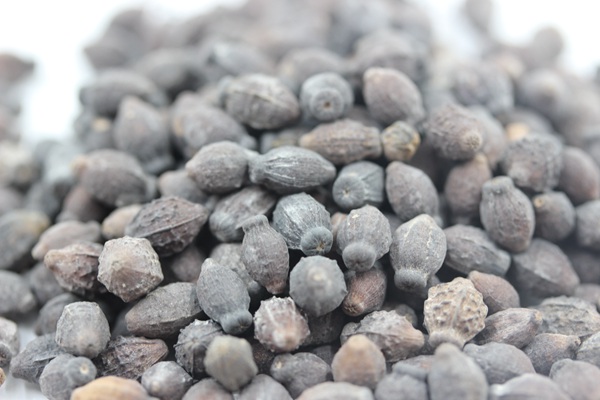 <a href='http://www.hn123.net.cn/caohuazhongzi/1658.html' target='_blank'>紫茉莉種子</a>