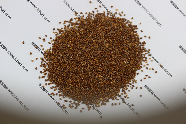 <a href='http://www.hn123.net.cn/caohuazhongzi/1656.html' target='_blank'>紫花地丁</a><a href='http://www.hn123.net.cn/' target='_blank'>種子</a>