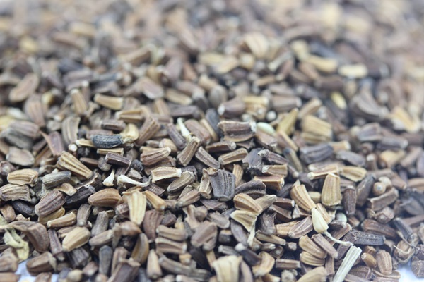 <a href='http://www.hn123.net.cn/caohuazhongzi/1629.html' target='_blank'>茼蒿菊種子</a>