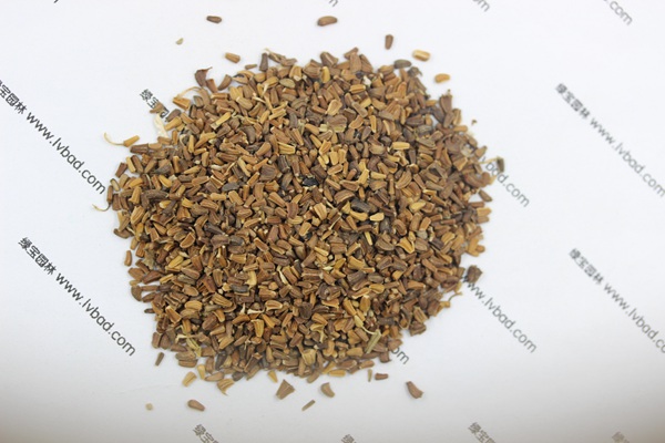 <a href='http://www.hn123.net.cn/caohuazhongzi/1629.html' target='_blank'>茼蒿菊</a><a href='http://www.hn123.net.cn/' target='_blank'>種子</a>