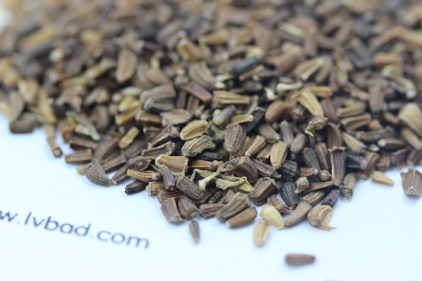 <a href='http://www.hn123.net.cn/caohuazhongzi/1629.html' target='_blank'>茼蒿菊</a><a href='http://www.hn123.net.cn/' target='_blank'>種子</a>