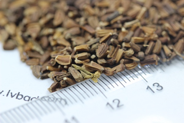 茼蒿菊<a href='http://www.hn123.net.cn/' target='_blank'>種子</a>
