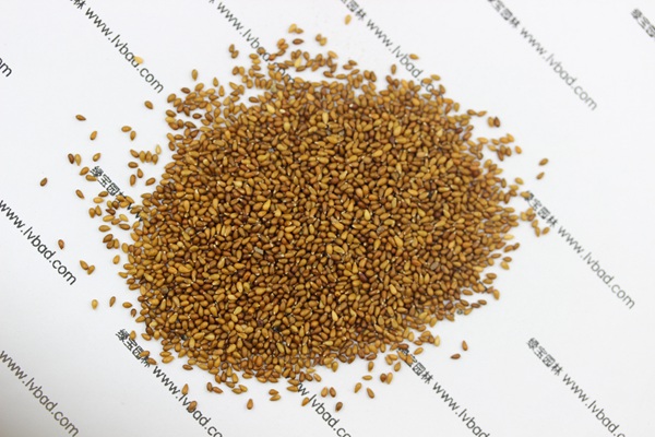 <a href='http://www.hn123.net.cn/caohuazhongzi/1618.html' target='_blank'>三色堇種子</a>