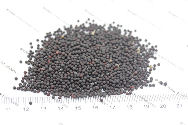 <a href='http://www.hn123.net.cn/caohuazhongzi/1595.html' target='_blank'>滿天星種子</a>