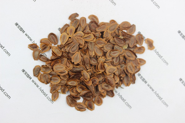<a href='http://www.hn123.net.cn/caohuazhongzi/1592.html' target='_blank'>馬利筋</a><a href='http://www.hn123.net.cn/' target='_blank'>種子</a>