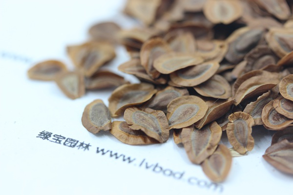 <a href='http://www.hn123.net.cn/caohuazhongzi/1592.html' target='_blank'>馬利筋種子</a>