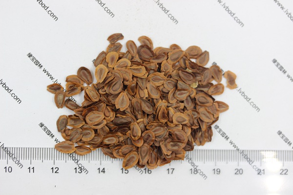 馬利筋<a href='http://www.hn123.net.cn/' target='_blank'>種子</a>