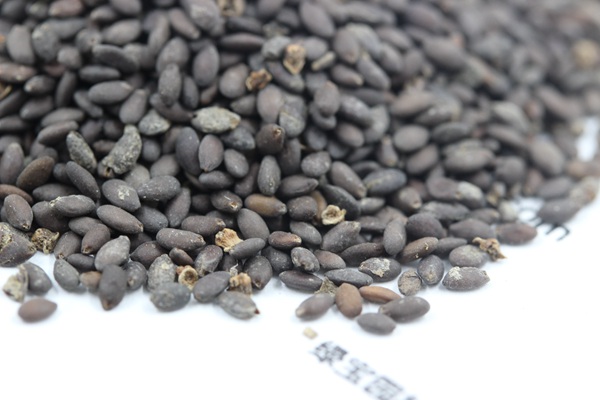<a href='http://www.hn123.net.cn/caohuazhongzi/1576.html' target='_blank'>藍(lán)花鼠尾草種子</a>