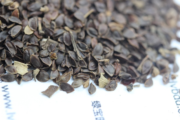 <a href='http://www.hn123.net.cn/caohuazhongzi/1078.html' target='_blank'>假龍頭</a><a href='http://www.hn123.net.cn/' target='_blank'>種子</a>