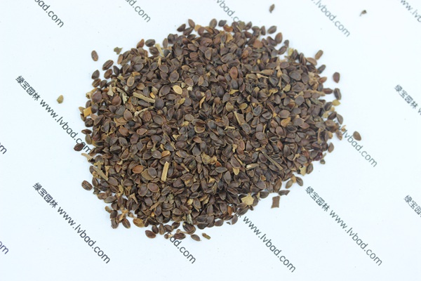 <a href='http://www.hn123.net.cn/caohuazhongzi/1078.html' target='_blank'>假龍頭</a><a href='http://www.hn123.net.cn/' target='_blank'>種子</a>