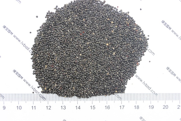 雞冠花<a href='http://www.hn123.net.cn/' target='_blank'>種子</a>