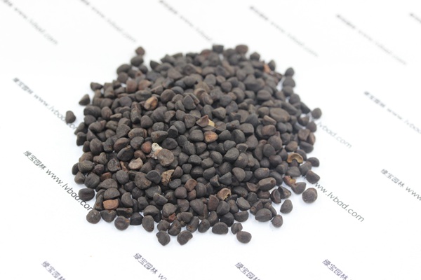 <a href='http://www.hn123.net.cn/caohuazhongzi/1069.html' target='_blank'>黃花牽牛種子</a>