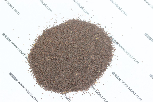 <a href='http://www.hn123.net.cn/caohuazhongzi/1053.html' target='_blank'>高雪輪種子</a>