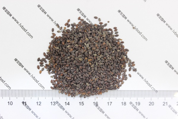 粉花<a href='http://www.hn123.net.cn/caohuazhongzi/1626.html' target='_blank'>鼠尾草種子</a>