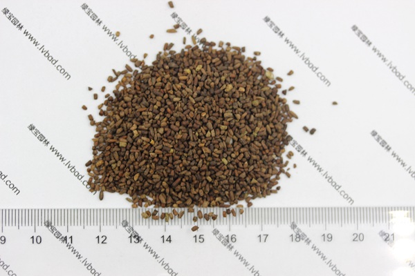 <a href='http://www.hn123.net.cn/caohuazhongzi/1043.html' target='_blank'>二月蘭種子</a>
