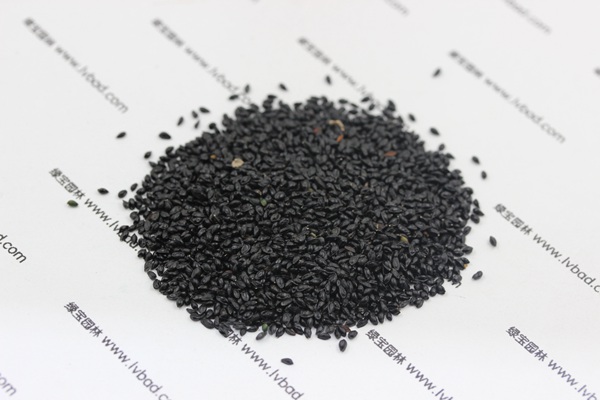 大花<a href='http://www.hn123.net.cn/caohuazhongzi/1586.html' target='_blank'>耬斗菜種子</a>